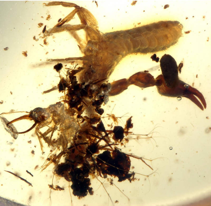 This sample of amber contained traces of pseudoscorpions, scale insects, psyllids, as well as various kinds of plant material. (Image: Bo Wang, Nanjing)